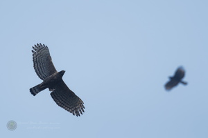 Mountain Hawk-eagle (Nisaetus nipalensis) (2)