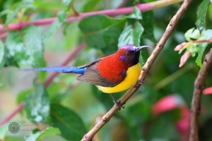 Mrs. Gould's Sunbird (Aethopyga gouldiae)
