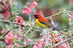 Mrs. Gould's Sunbird (Aethopyga gouldiae) 01 (1)