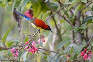 Mrs. Gould's Sunbird (Aethopyga gouldiae) 01 (2)