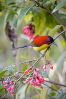 Mrs. Gould's Sunbird (Aethopyga gouldiae) 01 (3)
