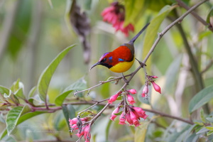 Mrs. Gould's Sunbird (Aethopyga gouldiae) 01 (4)