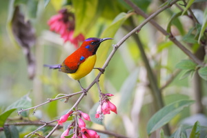 Mrs. Gould's Sunbird (Aethopyga gouldiae) 01 (5)