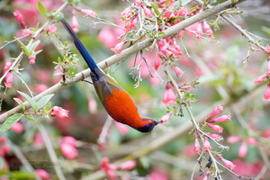 Mrs. Gould's Sunbird (Aethopyga gouldiae) 01 (6)