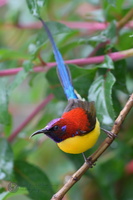 Mrs. Gould's Sunbird (Aethopyga gouldiae)01