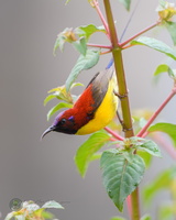 Mrs. Gould's Sunbird (Aethopyga gouldiae)02
