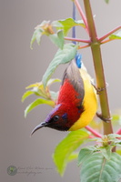 Mrs. Gould's Sunbird (Aethopyga gouldiae)03
