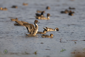 Northern pintail (Anas acuta)