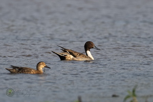 Northern pintail (Anas acuta)01