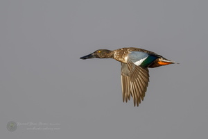 Northern shoveler (Spatula clypeata) (1)
