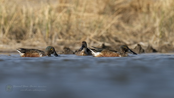 Northern shoveler (Spatula clypeata) (2)