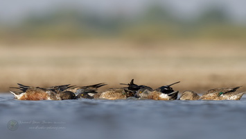 Northern shoveler (Spatula clypeata) (3)