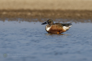 Northern shoveler (Spatula clypeata) (4)