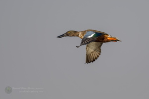 Northern shoveler (Spatula clypeata) (5)