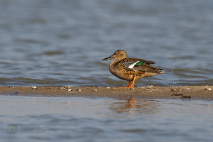 Northern shoveler (Spatula clypeata) (6)