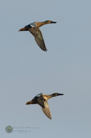 Northern Shoveler (Spatula clypeata)