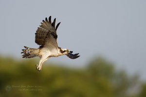 osprey (Pandion haliaetus) (1)