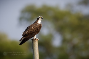 osprey (Pandion haliaetus) (2)