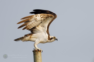 osprey (Pandion haliaetus) (3)