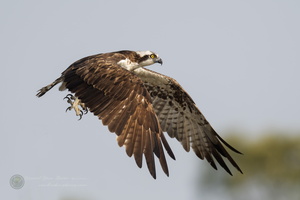 osprey (Pandion haliaetus) (4)