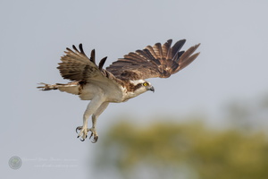 osprey (Pandion haliaetus) (5)