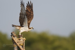osprey (Pandion haliaetus) (6)