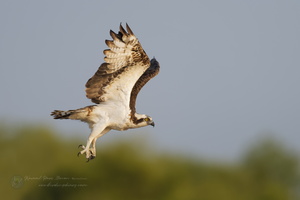 osprey (Pandion haliaetus) (7)