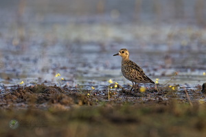 Pacific golden plover (Pluvialis fulva)