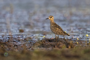 Pacific golden plover (Pluvialis fulva)01
