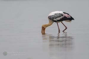 painted stork (Mycteria leucocephala) (1)
