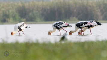 Painted stork (Mycteria leucocephala)