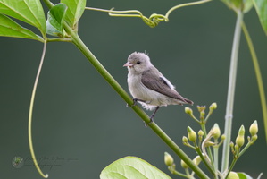 Pale-billed Flowerpecker (Dicaeum erythrorhynchos)