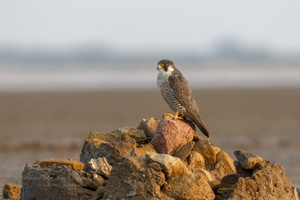Peregrine falcon (Falco peregrinus) (01)