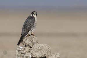 Peregrine falcon (Falco peregrinus) (1)