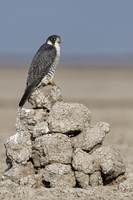 peregrine falcon (Falco peregrinus) (1)0