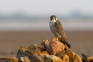 Peregrine falcon (Falco peregrinus) (02)