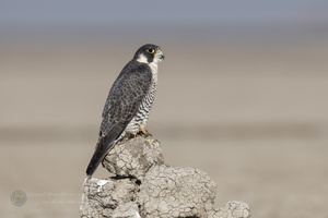 Peregrine falcon (Falco peregrinus) (2)