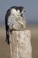 peregrine falcon (Falco peregrinus) (2)1