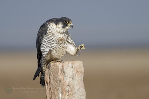 peregrine falcon (Falco peregrinus) (3)