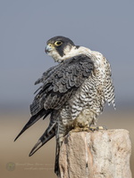 peregrine falcon (Falco peregrinus) (4)