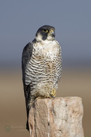 peregrine falcon (Falco peregrinus) (5)