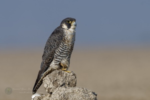 peregrine falcon (Falco peregrinus) (6)