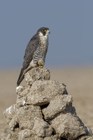 peregrine falcon (Falco peregrinus) (7)
