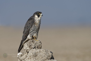 peregrine falcon (Falco peregrinus) (8)