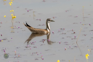 Pheasant-tailed Jacana (Hydrophasianus chirurgus)