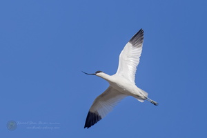 Pied Avocet (Recurvirostra avosetta) (1)