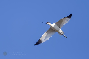 Pied Avocet (Recurvirostra avosetta) (2)