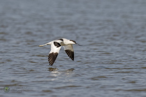 Pied Avocet (Recurvirostra avosetta)