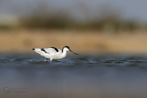 Pied Avocet (Recurvirostra avosetta)01