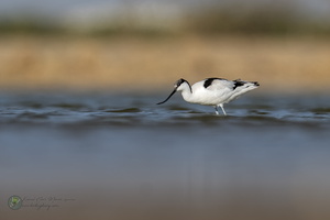 Pied Avocet (Recurvirostra avosetta)02